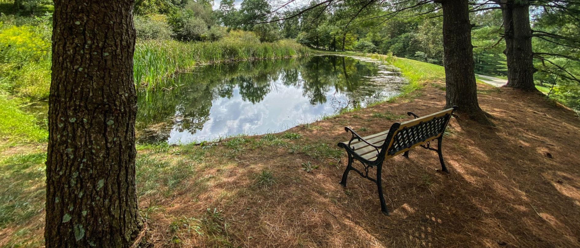A calm stocked fishing pond in the woods