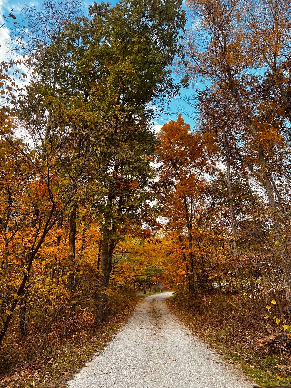 The gravel drive into Bear Run in mid-October, gold and rust on both sides