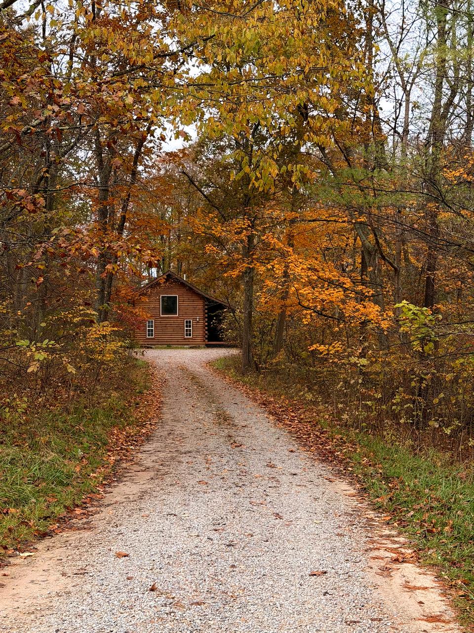 The gravel drive up to Redbud Cabin in October, the woods either side turning gold