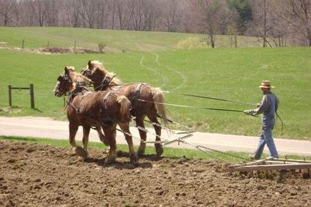 Horse And Harrow Horse And Harrow